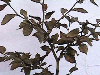 Beech