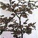 Copper Beech
