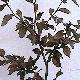 Copper Beech