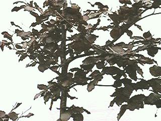Beech