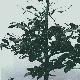 Green Beech