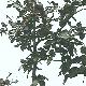 Green Beech
