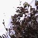 Beech