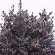 Purple Beech
