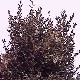 Purple Beech