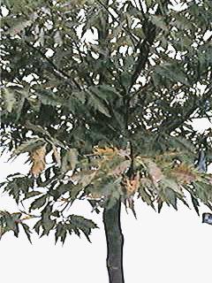 Beech