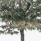 Split Leaf Beech