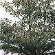 Split Leaf Beech