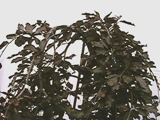 Beech