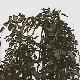 Weeping Green Beech