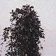 Weeping Purple Beech