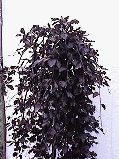 Weeping Purple Beech