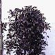 Weeping Purple Beech