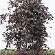 Weeping CopperBeech