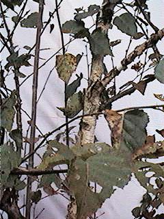 Birch