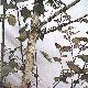 Birch
