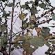 Birch