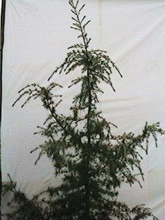 Cedar
