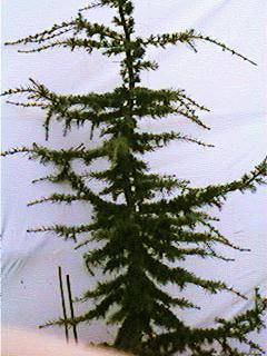 Cedar