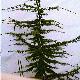 Cedar