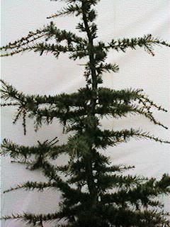 Cedar