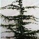 Cedar