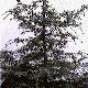 Cedar