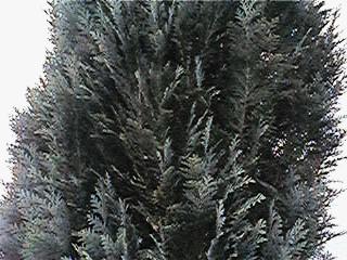 Cedar