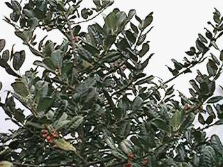 Cedar