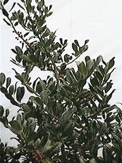 Cedar