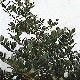 Holly