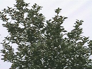 Cedar