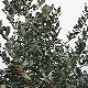 Holly