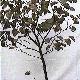 Judas Tree