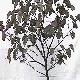 Judas Tree