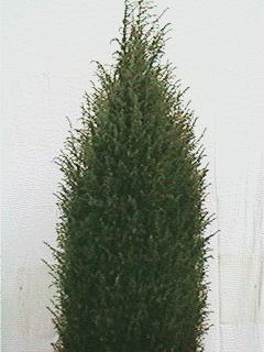 Cedar
