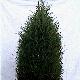 Juniper