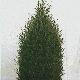 Juniper