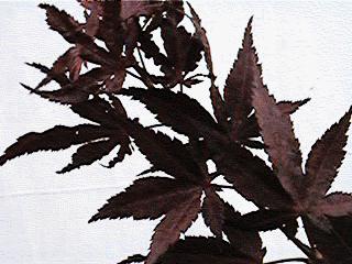 Cedar