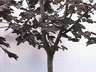 Maple