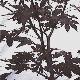 Maple