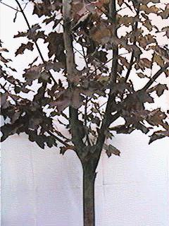 Maple