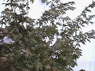 Maple