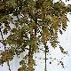 Maple