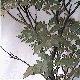 Maple