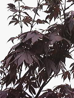 Maple