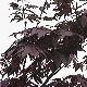 Maple