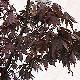 Maple