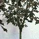 Maple