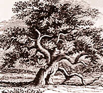 Fantasy Tree